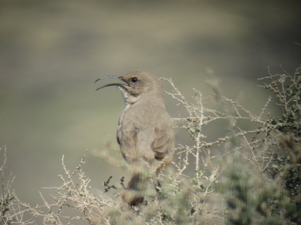 LeConte's Thrasher - ML621790107