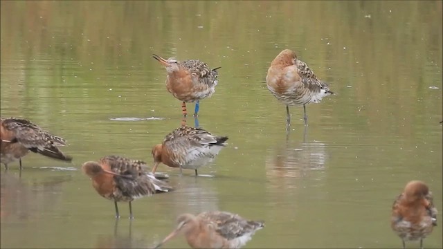 Black-tailed Godwit - ML621790119