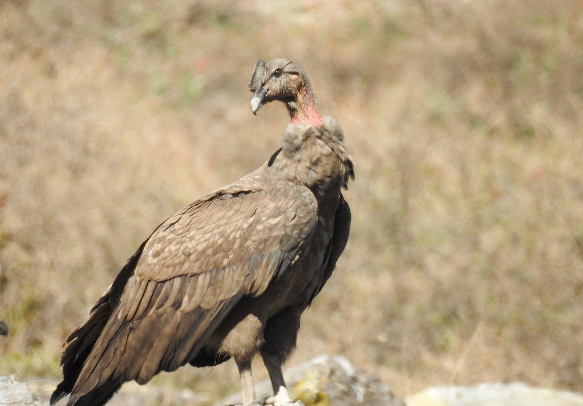 Andean Condor - ML621790242