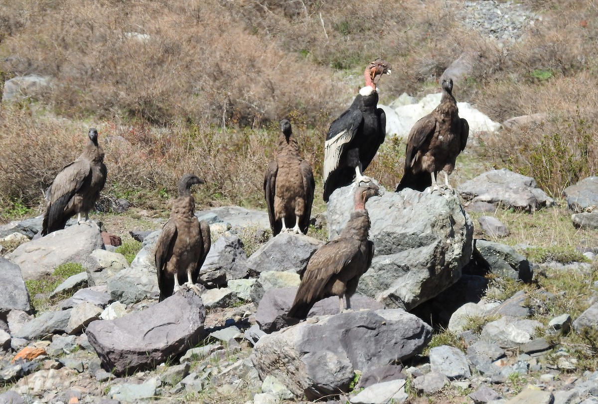 Andean Condor - ML621790243