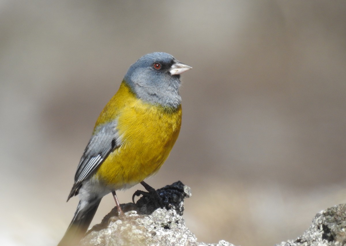 Gray-hooded Sierra Finch - ML621790252