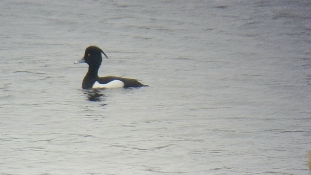 Tufted Duck - ML621790281