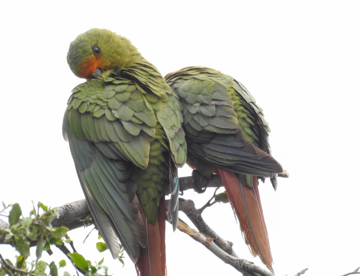 Austral Parakeet - ML621790296