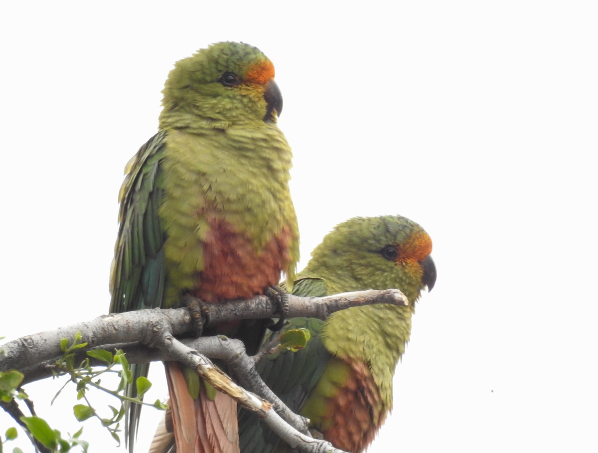 Austral Parakeet - Pablo Gutiérrez Maier