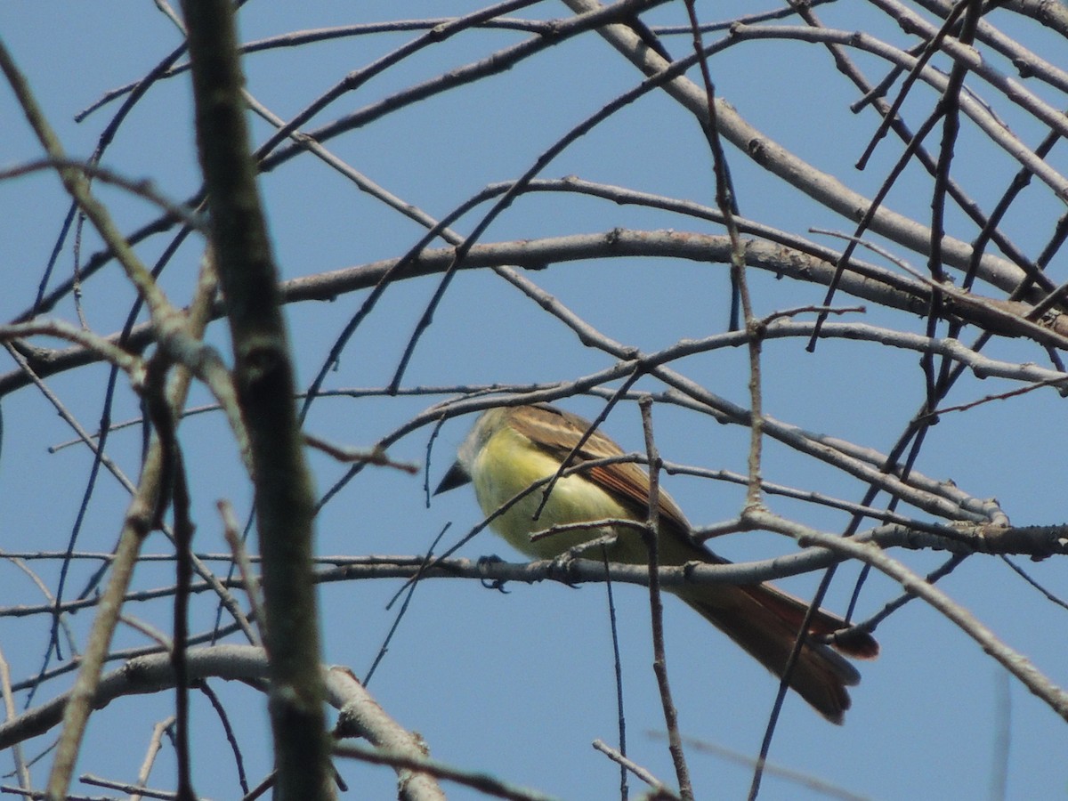 Great Crested Flycatcher - ML621790311
