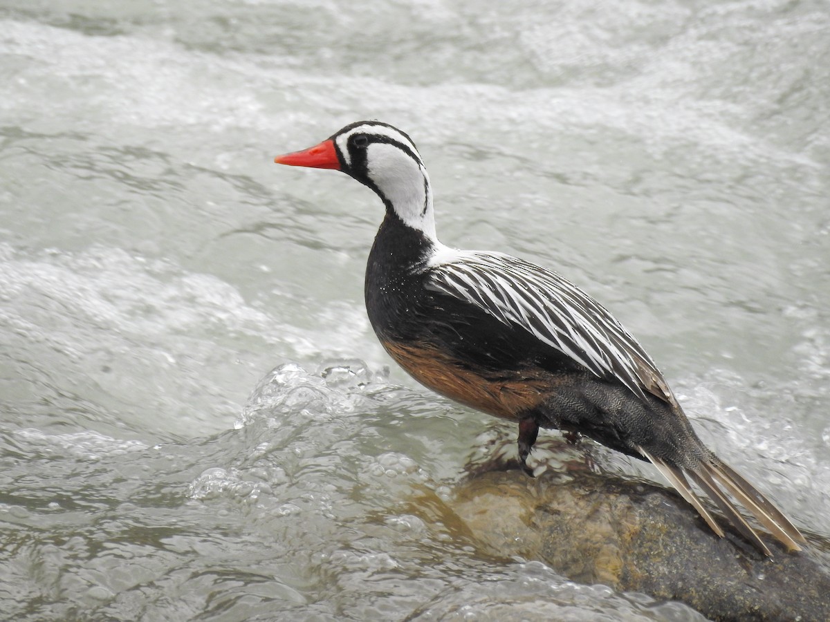 Torrent Duck - ML621790315