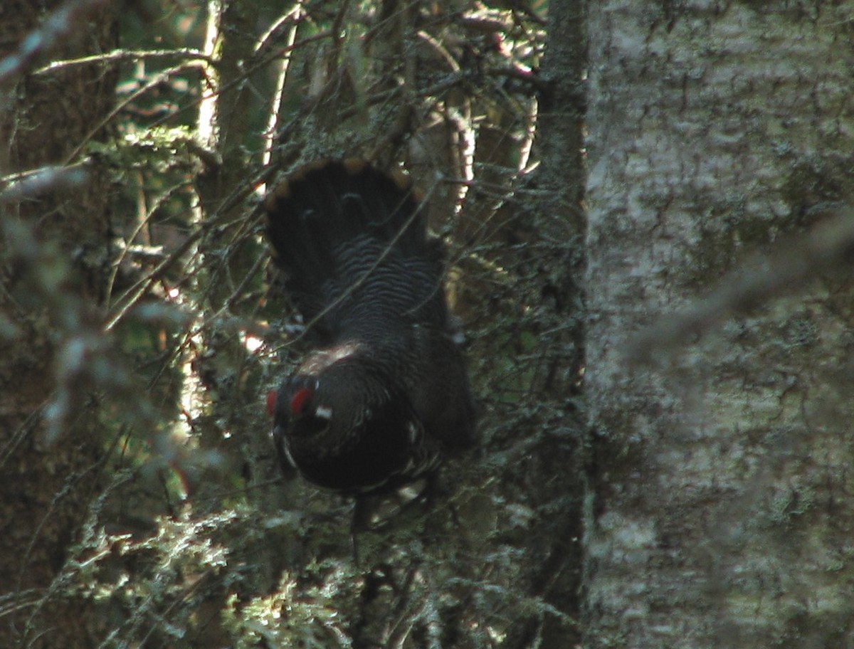 Gallo Canadiense - ML621790320