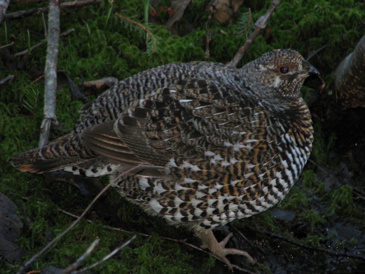 Gallo Canadiense - ML621790321