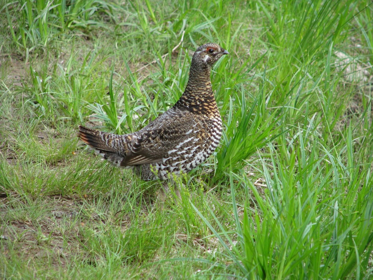 Gallo Canadiense - ML621790323