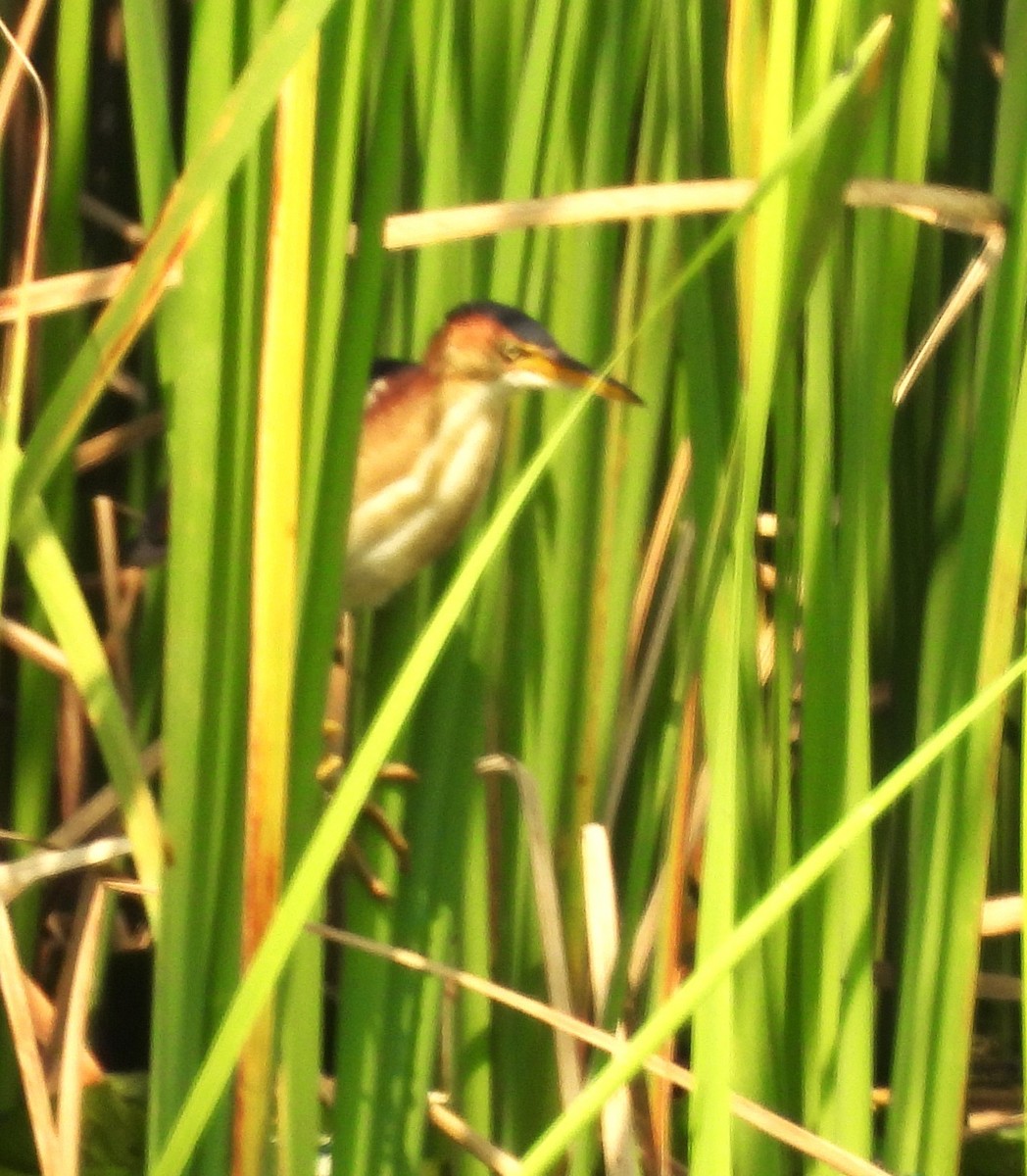 Least Bittern - ML621790352