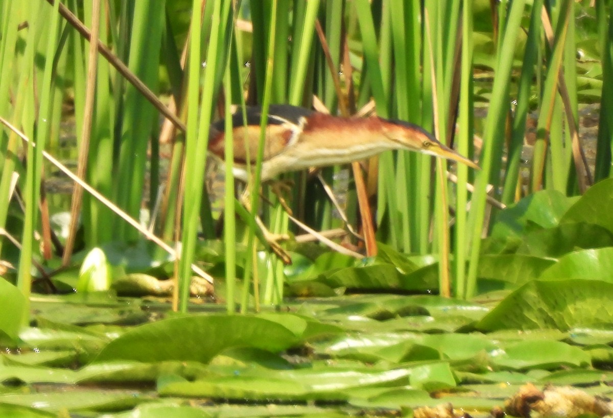 Least Bittern - ML621790354