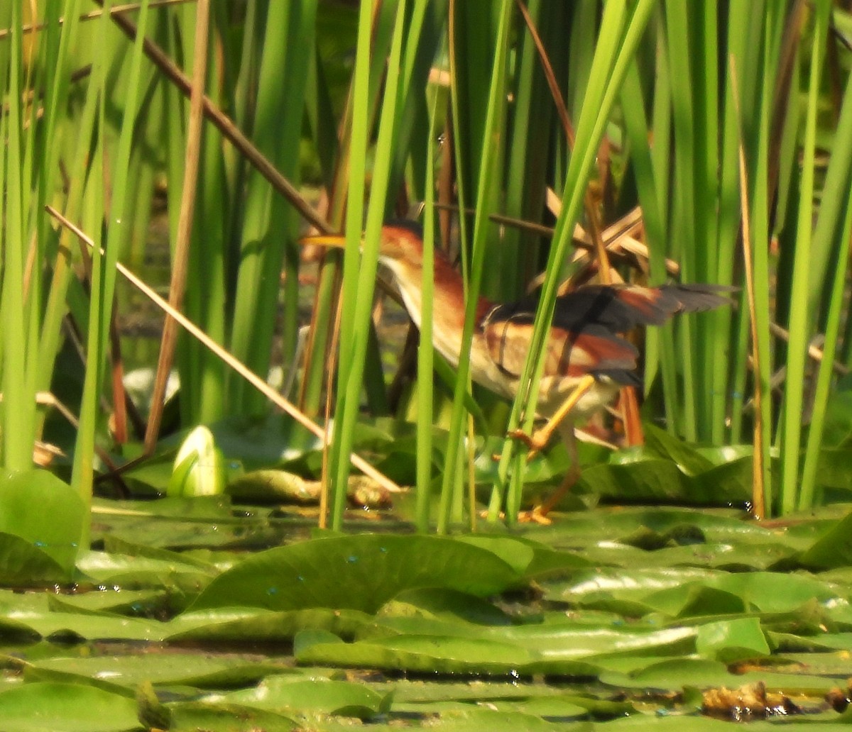 Least Bittern - Dave Milsom