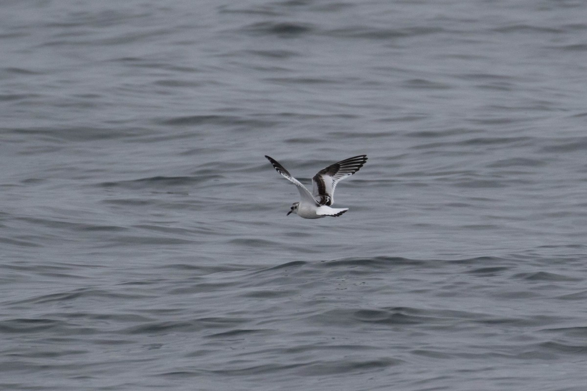 Mouette pygmée - ML621790367