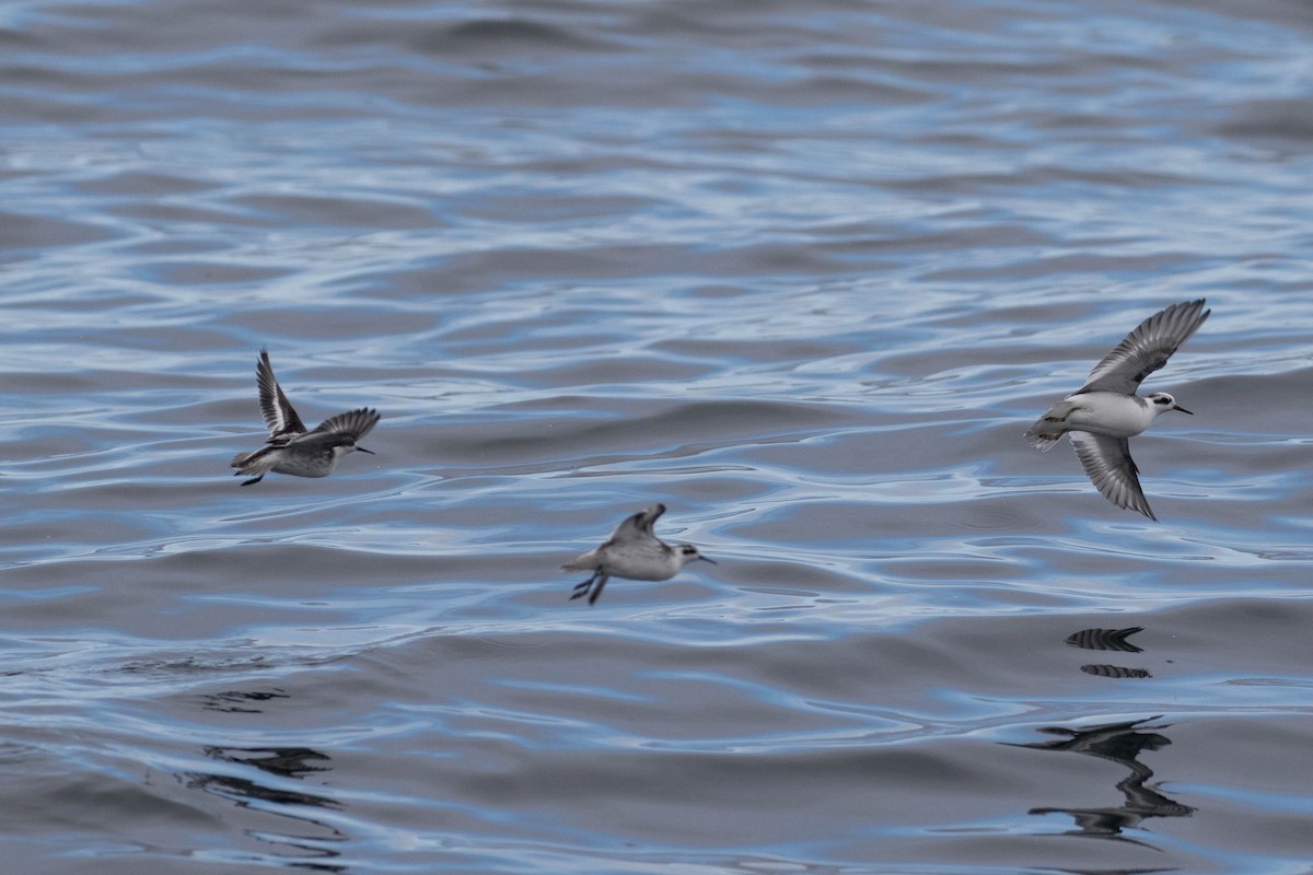 Phalarope à bec étroit - ML621790383