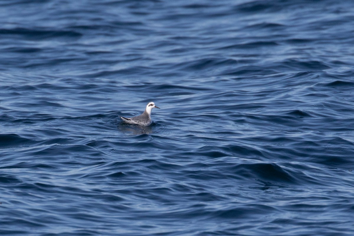 Phalarope à bec large - ML621790387