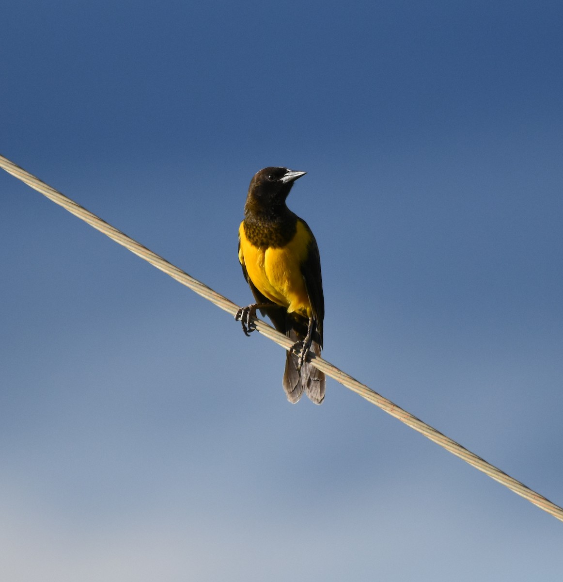 Yellow-rumped Marshbird - ML621790411