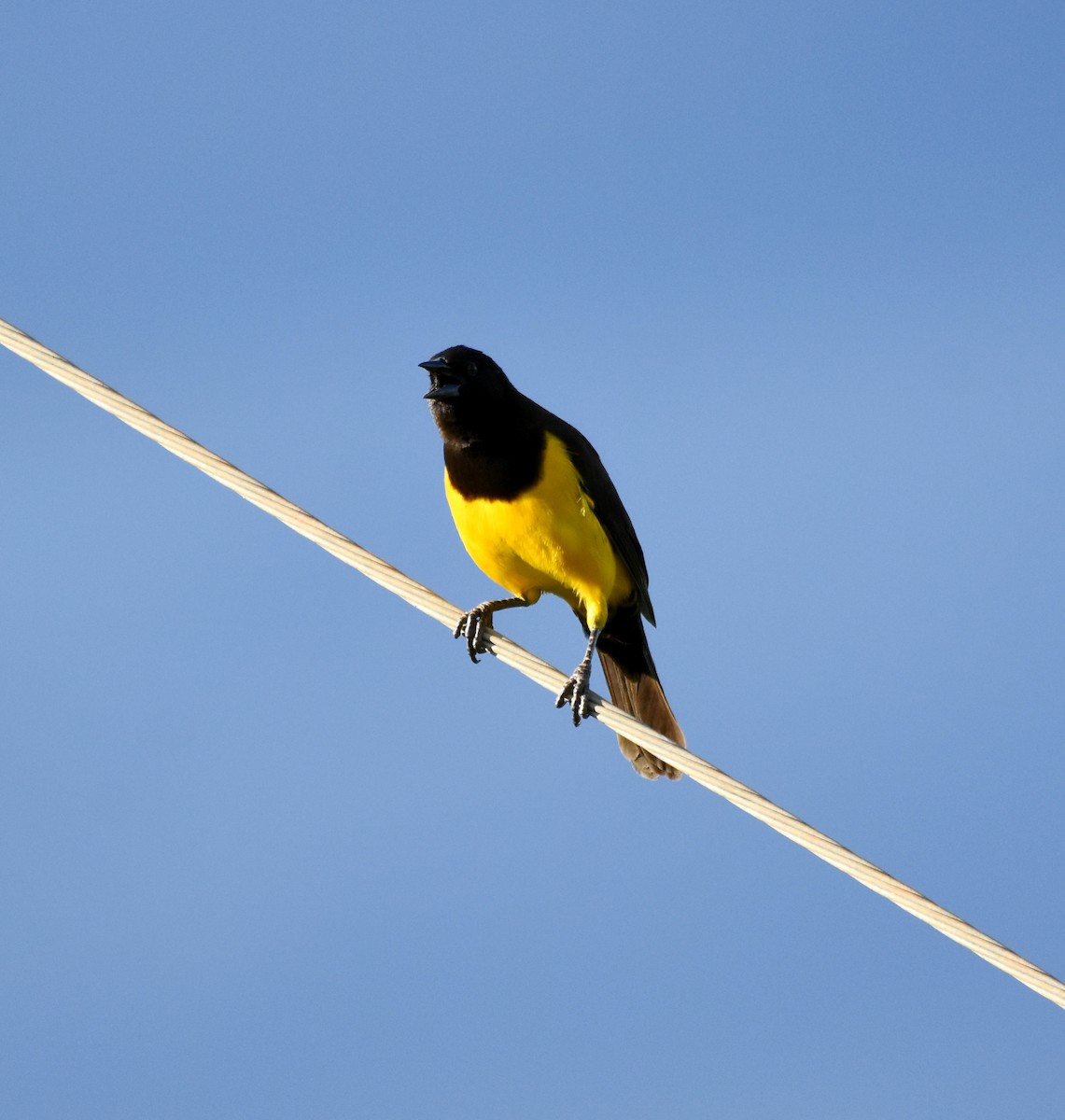 Yellow-rumped Marshbird - ML621790413