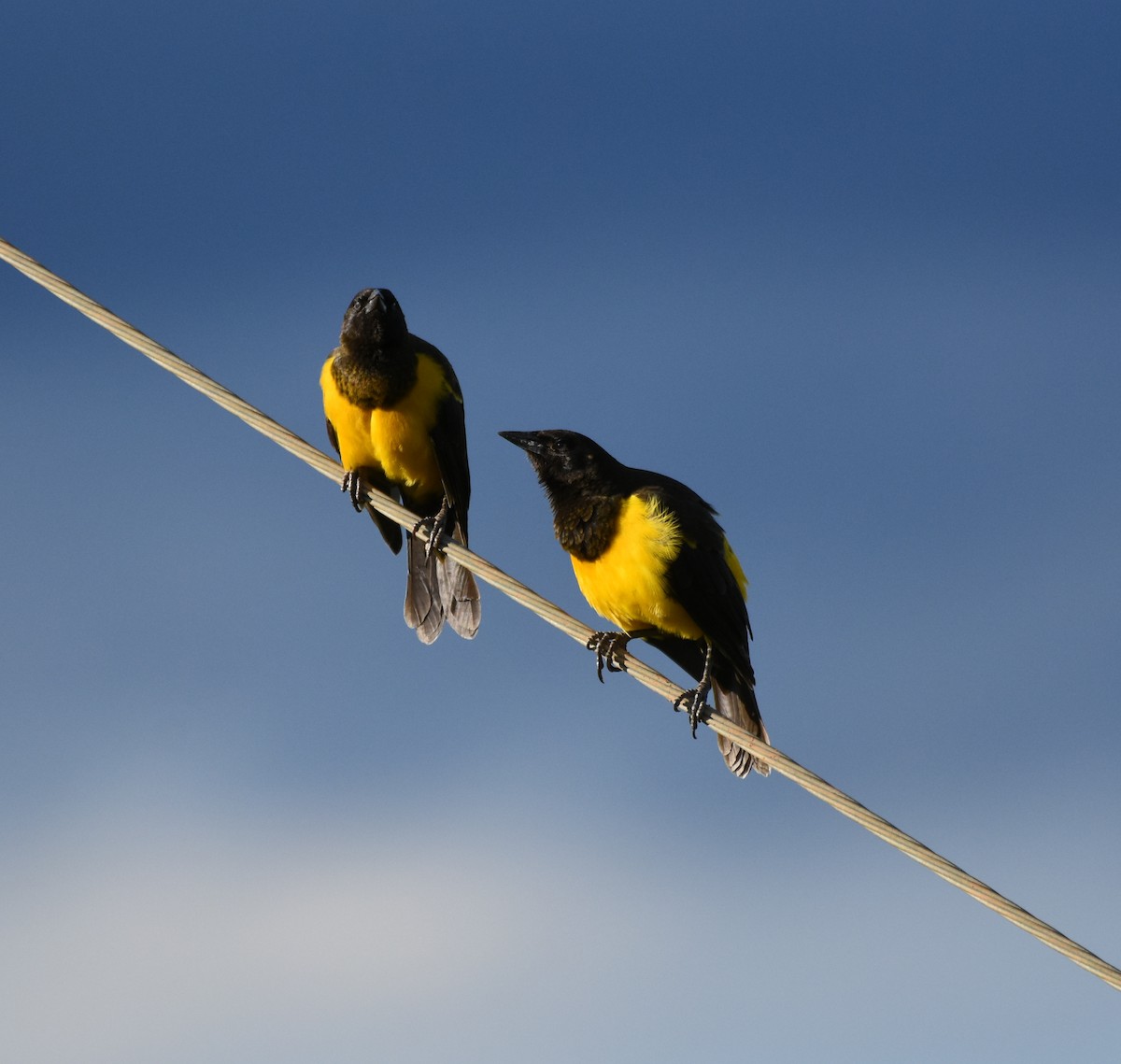 Yellow-rumped Marshbird - ML621790415