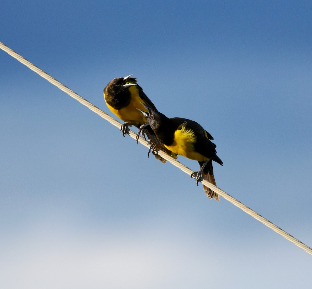 Yellow-rumped Marshbird - ML621790416