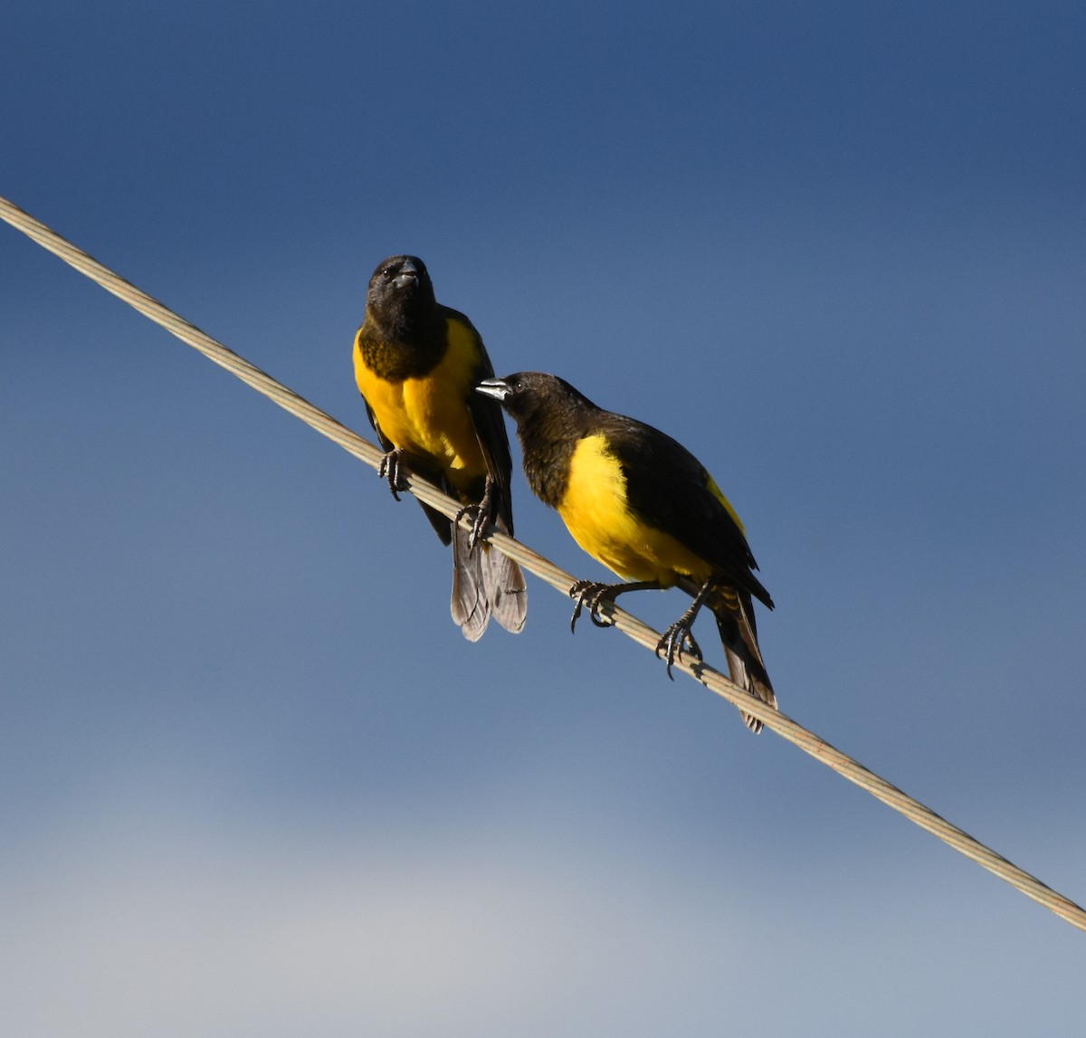 Yellow-rumped Marshbird - ML621790417