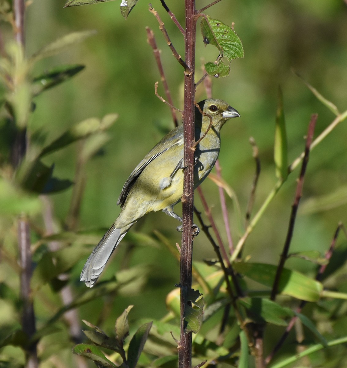 Black-faced Tanager - ML621790450