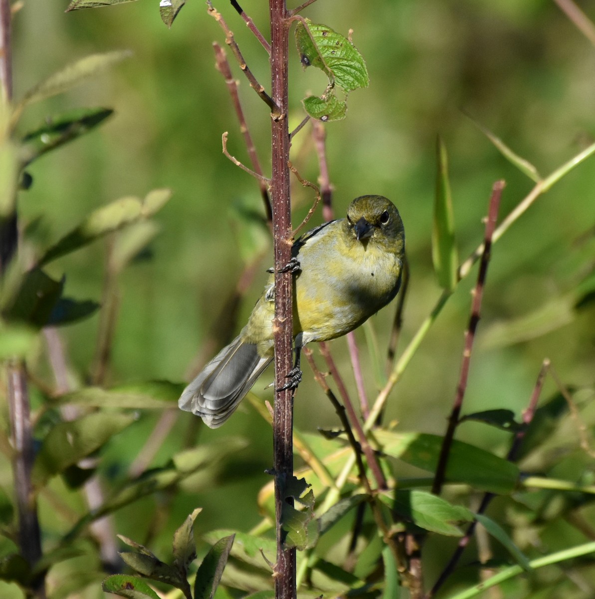 Black-faced Tanager - ML621790451