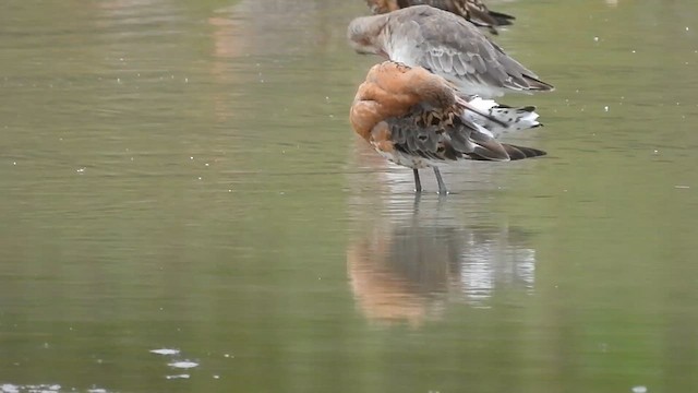 Black-tailed Godwit - ML621790458