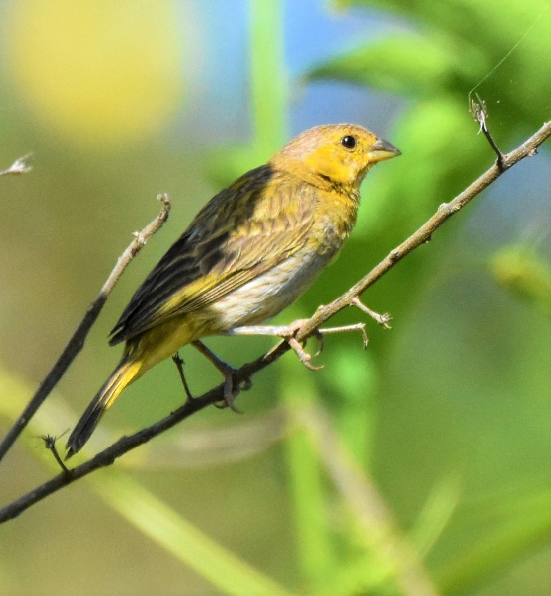 Saffron Finch - ML621790459