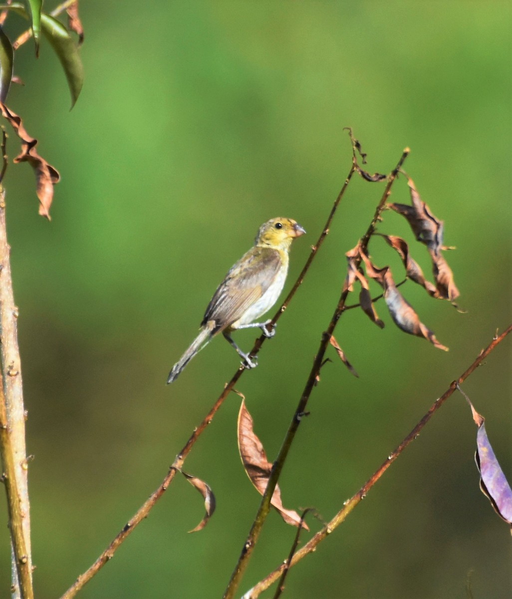 Saffron Finch - ML621790460