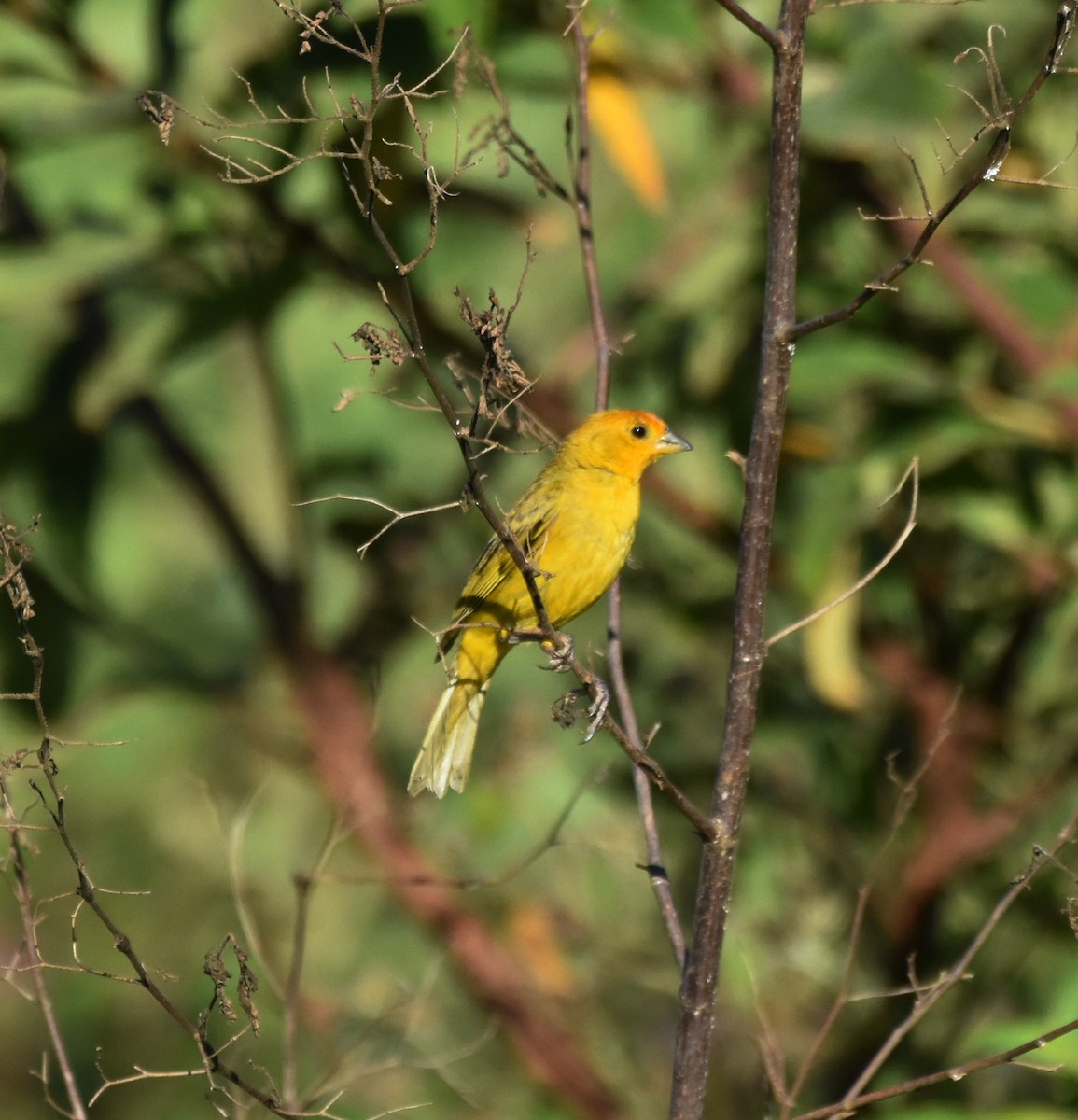 Saffron Finch - ML621790461