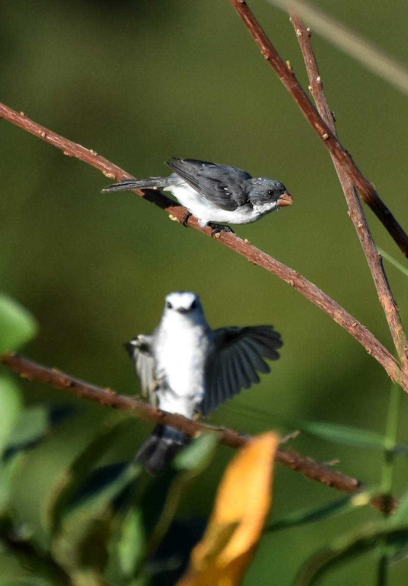 White-bellied Seedeater - ML621790504