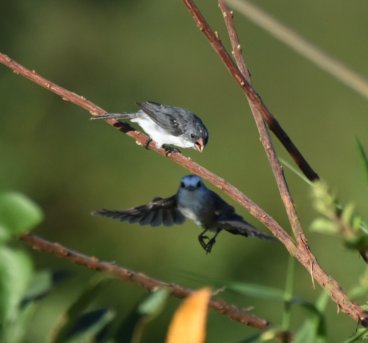 White-bellied Seedeater - ML621790505