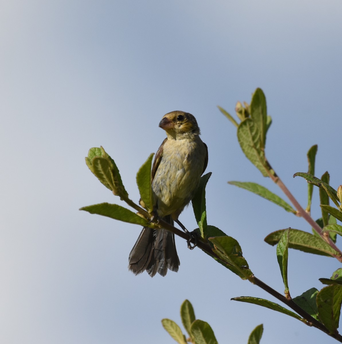 White-bellied Seedeater - ML621790508