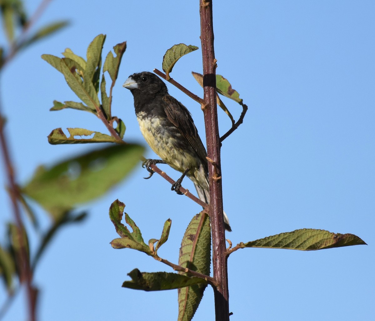 Yellow-bellied Seedeater - Giusepe Donato