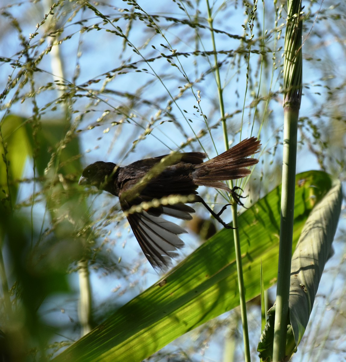 Yellow-bellied Seedeater - ML621790535