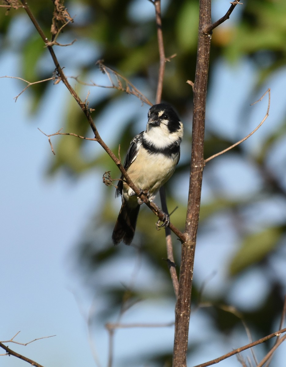 Rusty-collared Seedeater - ML621790546