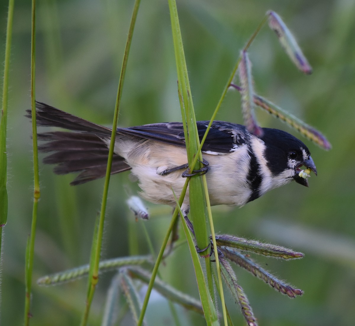 Rusty-collared Seedeater - ML621790550