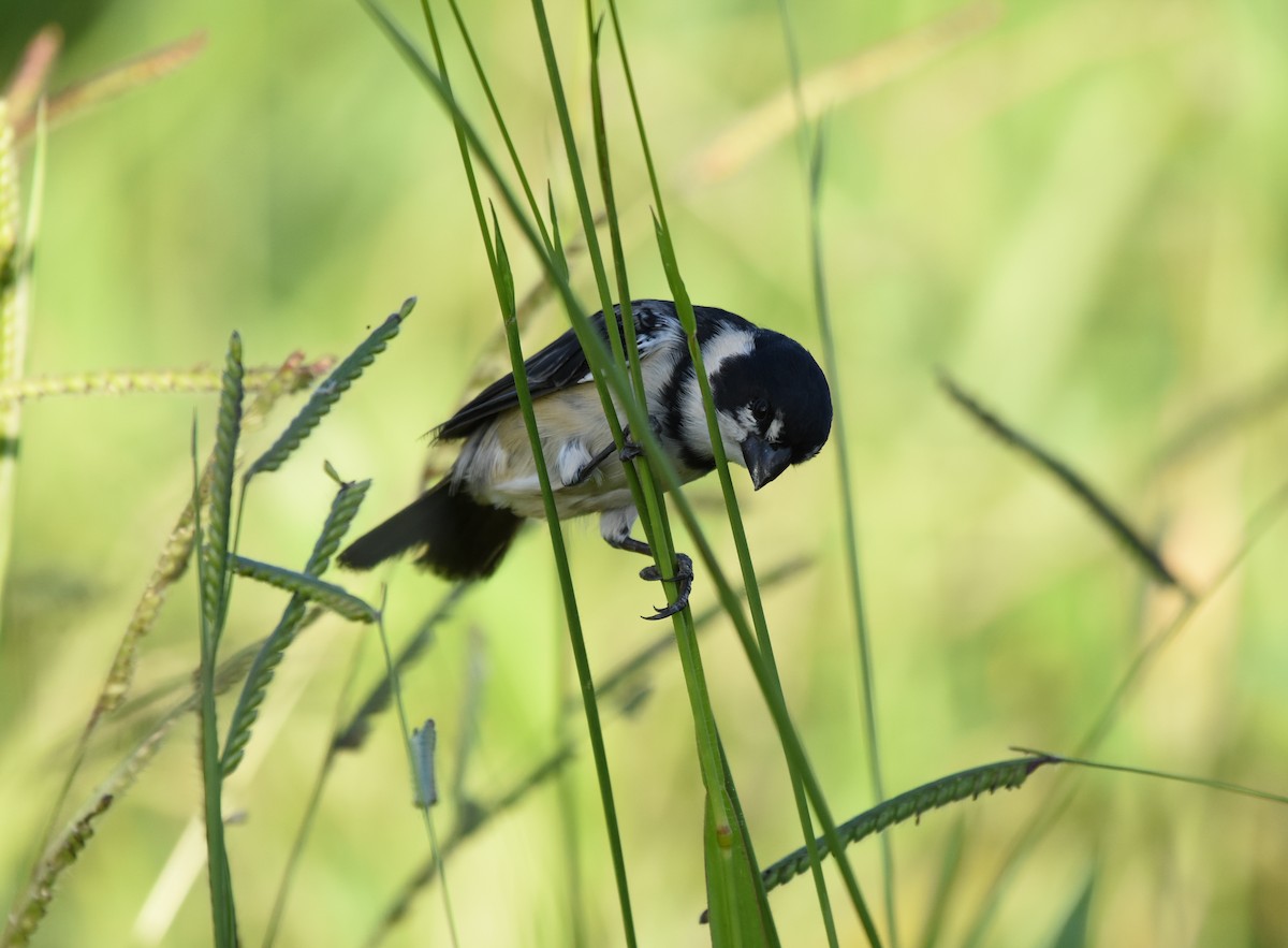 Rusty-collared Seedeater - ML621790551