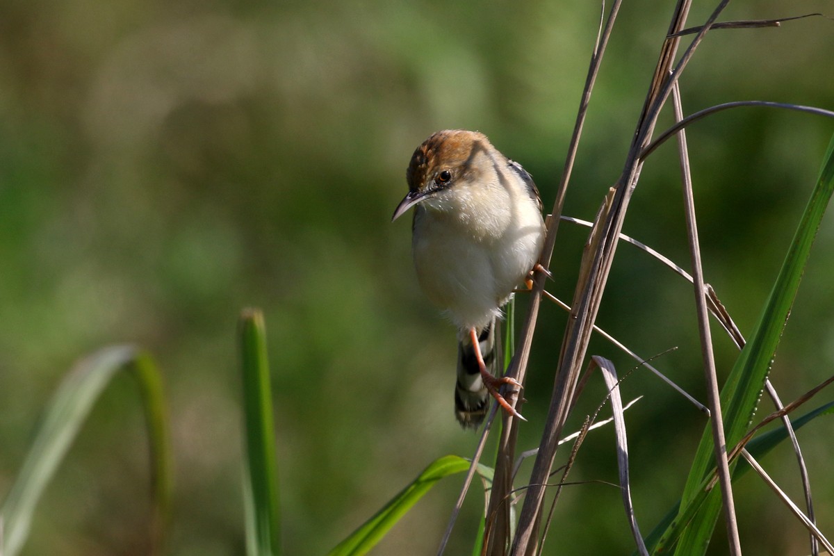 Rufous-winged Cisticola - Charley Hesse TROPICAL BIRDING