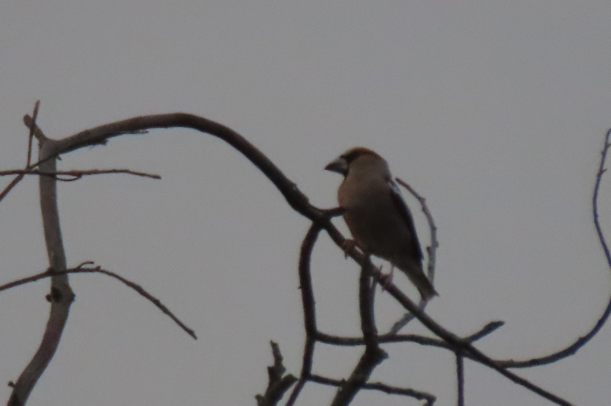 Hawfinch - ML621790670