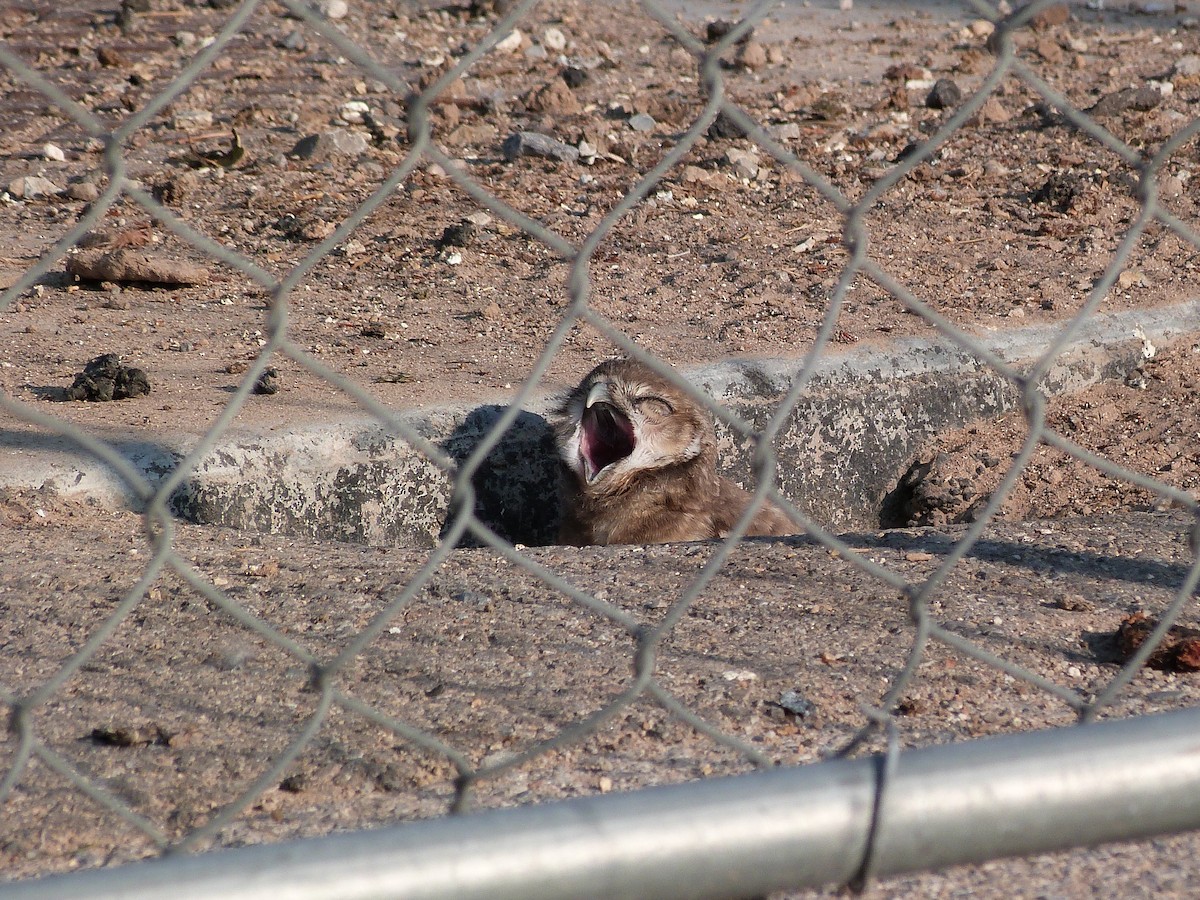 Burrowing Owl - ML621790672