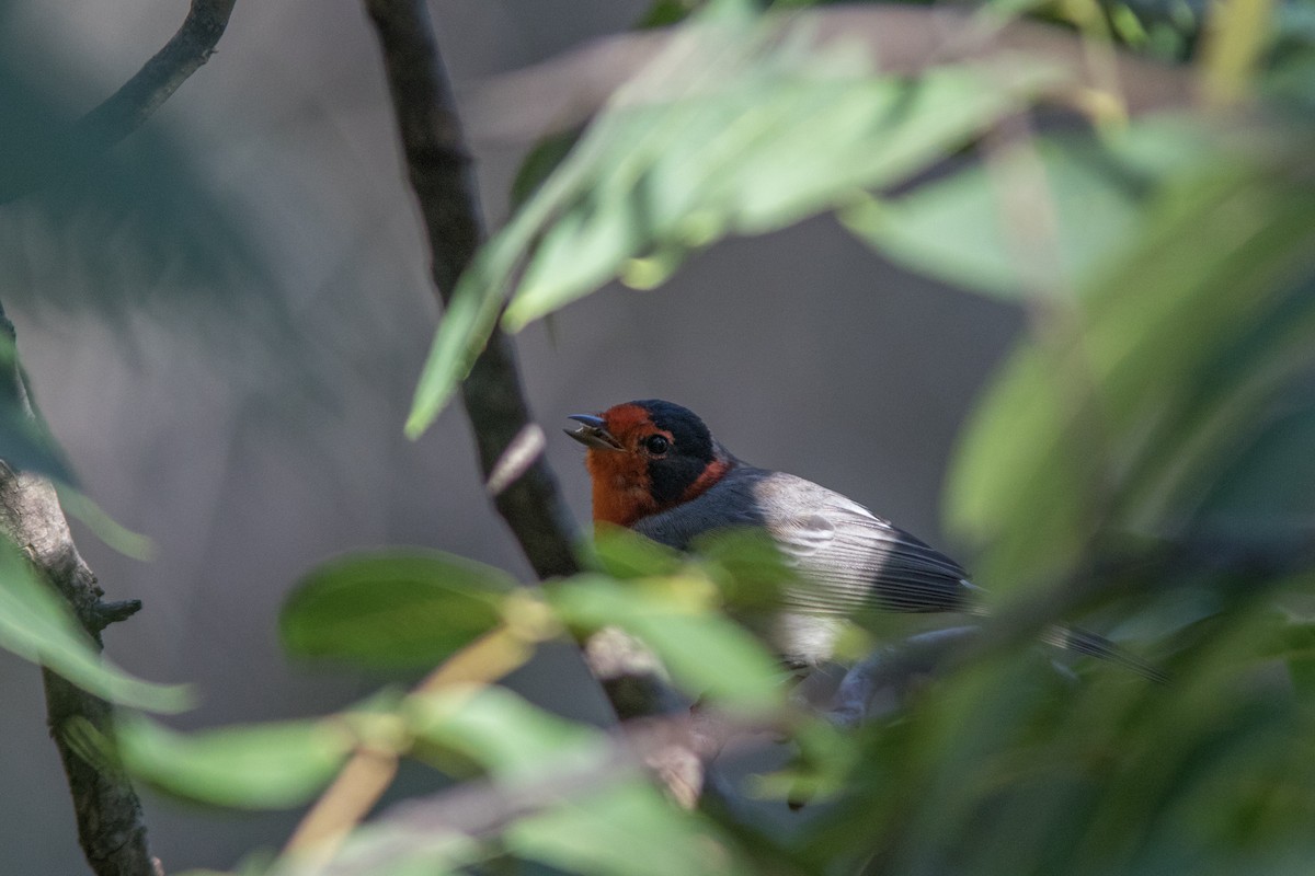 Red-faced Warbler - ML621790725