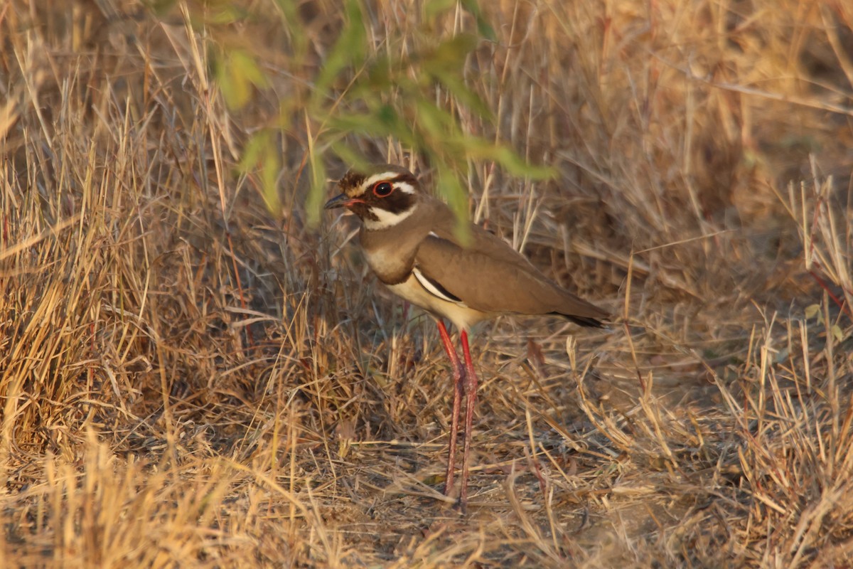 Bronze-winged Courser - Bård Kyrkjedelen