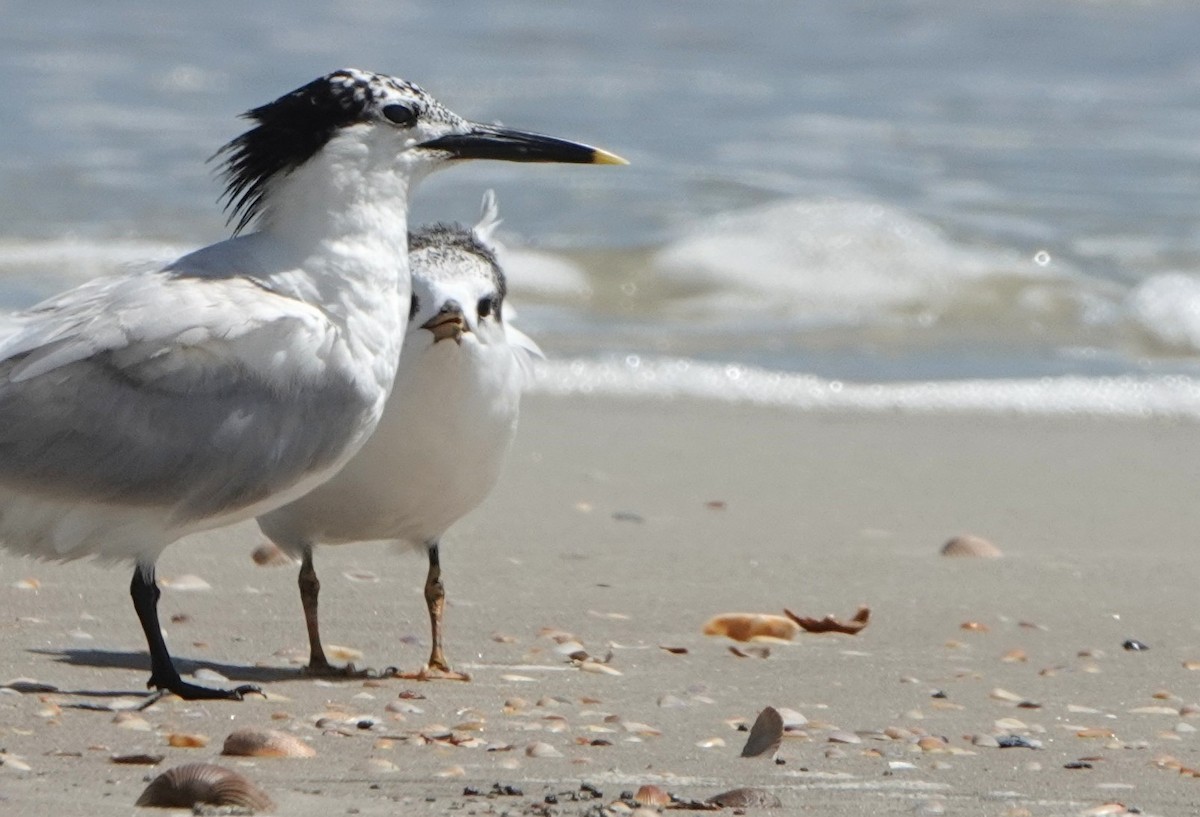 Sandwich Tern - ML621790899