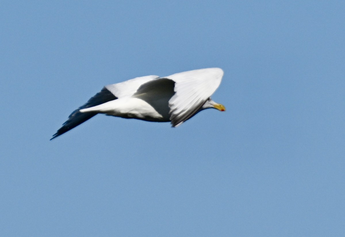 Western x Glaucous-winged Gull (hybrid) - ML621790969