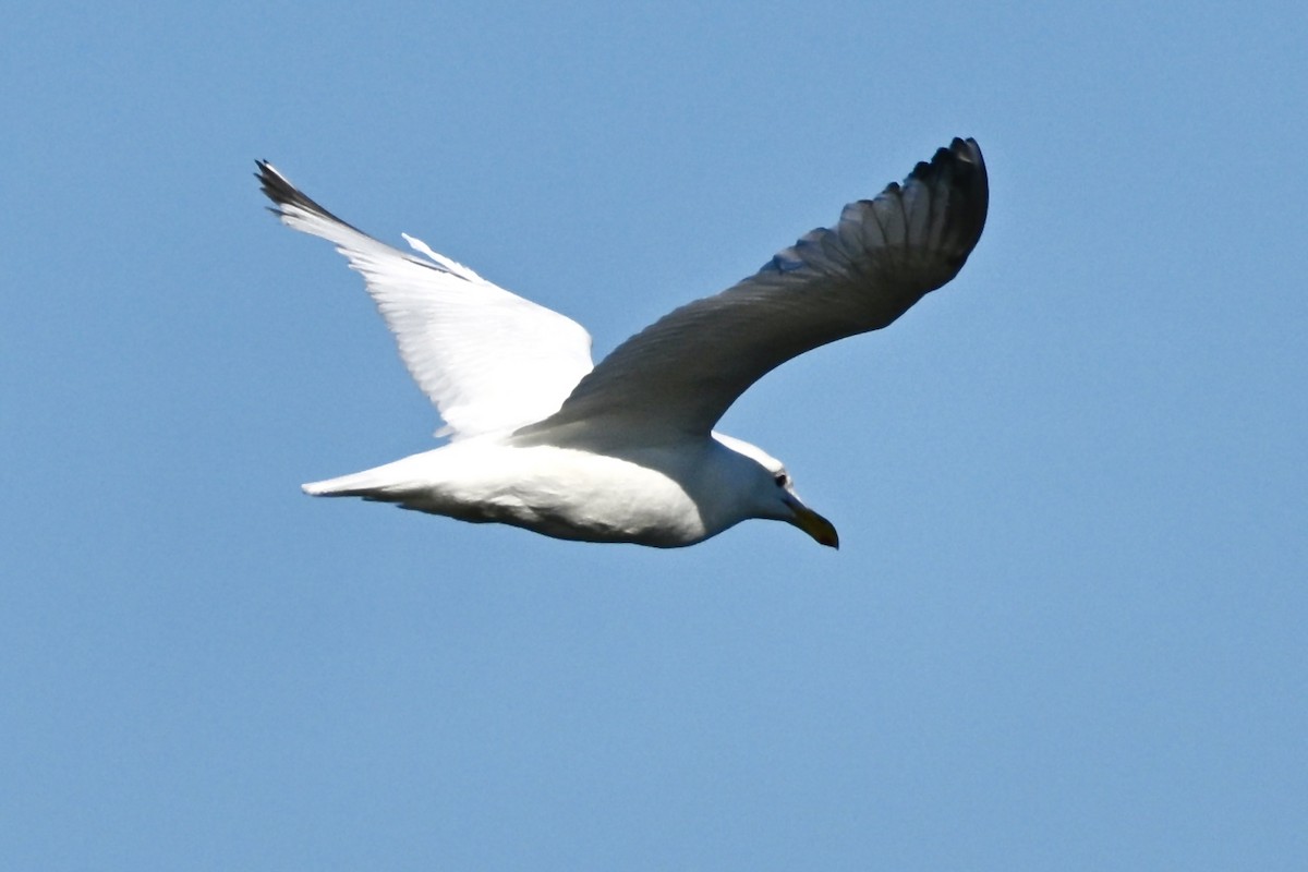 Western x Glaucous-winged Gull (hybrid) - ML621790970