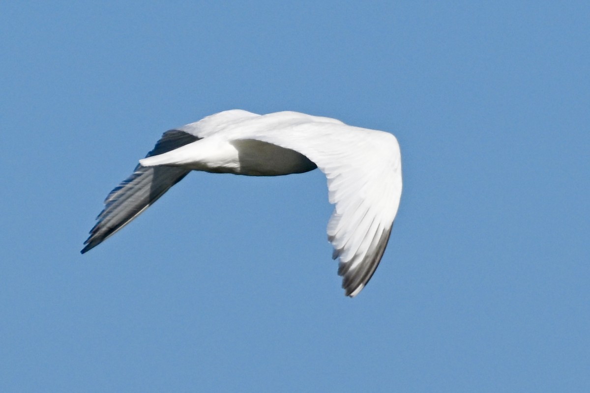 Western x Glaucous-winged Gull (hybrid) - ML621790972