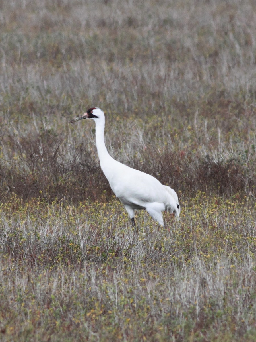 Whooping Crane - ML621790978