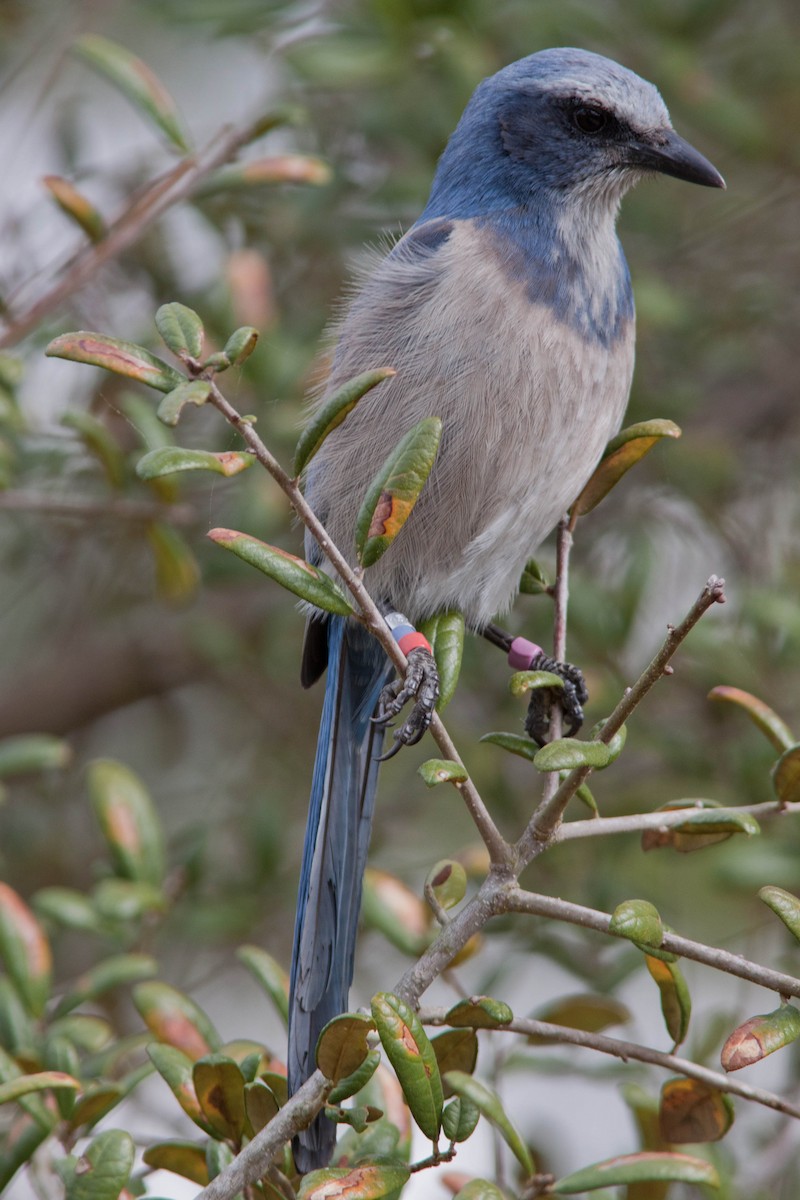 Florida Scrub-Jay - ML621790992