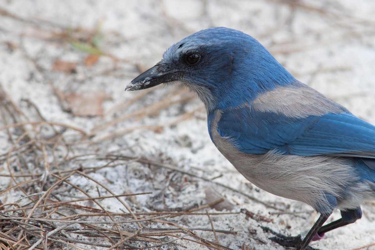 Florida Scrub-Jay - ML621790993